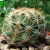 13 _Coryphantha _potosiana_ 01